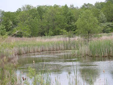 This is one of six ponds on Mulberry Meadows farm near Florence. Ellwood Shreve/Chatham Daily News/Postmedia Network