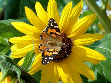 Handout/Chatham Daily News
This is one of the many butterflies to be seen in Mulberry Meadows.