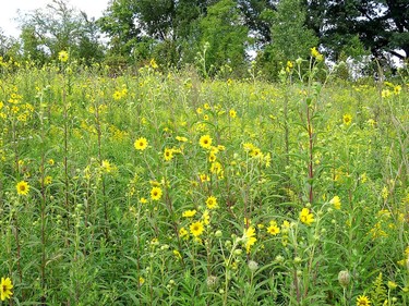 Handout/Chatham Daily News
A section of Mulberry Meadows farm that has been transformed into tall grass prairie over the years.