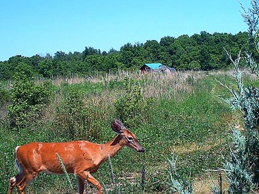 Handout/Chatham Daily News
A game camera captures an photo of a deer on Mulberry Meadows farm.
