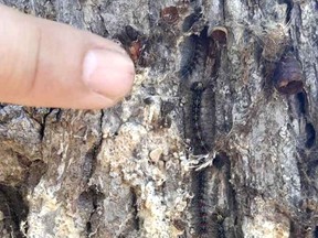 Matt Laprise, lead hand at the C.M. Wilson Conservation Area, south of Chatham, points out some gypsy moth caterpillars on a tree in the conservation area.