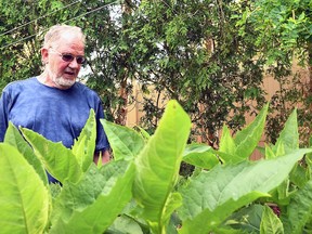 Steve Rankin is shown beyond a cup plant in his backyard in Chatham. Rankin, a past president of the organization Tallgrass Ontario, says a new bylaw in Chatham-Kent allowing natural areas on residential properties could be good news for butterflies and bees.