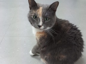 Hanna SPCA Staff and vounteers are mourning the loss of Peaches, a favourite feline at the Hanna SPCA, who recently died of old age. Hanna SPCA photo