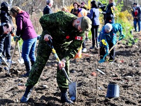 More than 76,500 trees were planted in the Kingston area this spring as part of a Highway of Heroes Tree Campaign and Forests Ontario partnership designed to reduce planting costs for landowners living near Highway 401.