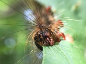 A gypsy moth caterpillar eats its way through one green leaf on a property on the east side of Kingston on Tuesday.