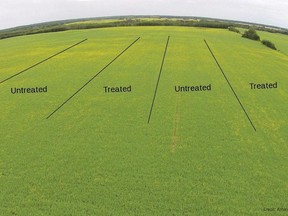 Try a few untreated and treated strips in the same block (four strips of each are ideal), Photo Amanda Wuchner, CCC.