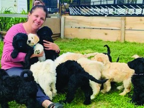 Nanton's Julie Swennumson has been taking care of a litter of labradoodles in addition to working from home for ATB Financial. The family dog, Juno, gave birth to 14 puppies on April 18, and all are set to be rehomed by the end of this week.