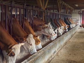 Cattle eating (Getty Images)