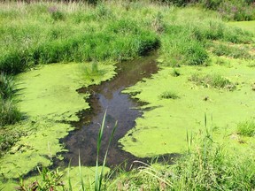 The Renfrew County and District Health Unit is offering information on what to do and not do if residents come across blue-green algae on area waterways as these blooms can be very toxic to humans and animals.