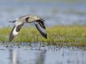 An adult Willet flying low over a swampy area.