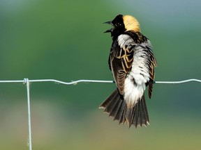 A Bobolink perched on a page wire fence.

Not Released