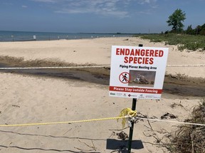 Piping Plovers Nancy and Beau are nesting - with one egg, so far - at Sauble Beach in this file photo.