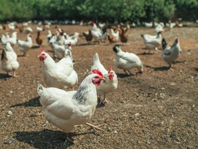 poultry-small-chicken-farm-coronavirus-covid-19-may-2020-min-1