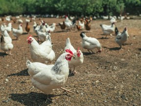 poultry-small-chicken-farm-coronavirus-covid-19-may-2020-min-1