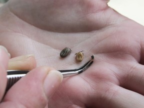 A representative for Lyme Ontario holds up three ticks in her hand in this file photo from 2016. File photo/Postmedia Network