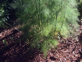 Bronze fennel, backlit 
Doug Reberg/Special to The Beacon Herald