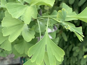 Gingko trees are highly unusual, writes gardening expert John DeGroot. They don't grow the wild and are native to China. John DeGroot photo