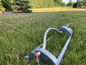 Grass is hardly bothered by drought, but if your straw-coloured turf keeps you up at night, turn the sprinkler on for at least an hour. Put a rain gauge or tin can on the grass and aim for close to an inch of water. Deep watering once a week is better than light, frequent watering. John DeGroot photo
