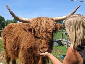 Kara Burrow of Ralphy's Retreat Animal Sanctuary in St. Williams has been forced to cancel fund-raising events and donations have dropped due to the global pandemic.  Burrow is shown with Buttercup, a Highland cow, that recently came into her care. CONTRIBUTED