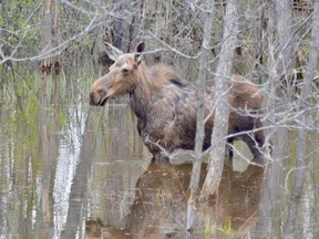 A moose browses for food in a swampy area alongside Panache Lake Road. Greater Sudbury Police have launched a pilot project for at-risk youth that will share First Nations knowledge regarding the moose hunt and seven grandfather teachings.