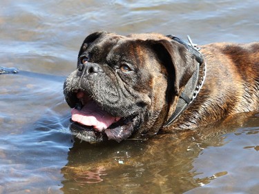 Joe the boxer cools off in a pond at the Delki Dozzi track on Monday. Environment Canada said the warm weather will continue on Tuesday with mainly sunny skies and a chance of showers and a thunderstorm. The high is expected to reach 30 C, with a humidex of 37 C.