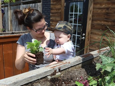 Chantale Richer holds her son, Orson, six months, while planting flowers in planters at the patio area of the Laughing Buddha on Thursday. Richer was preparing the patio for opening Friday.