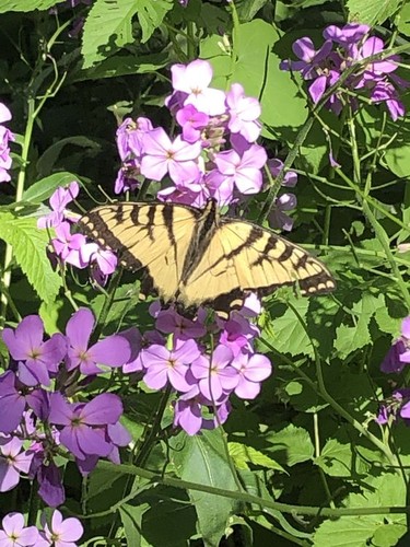An eastern tiger swallowtail butterfly checks flowers for nectar in a Garson yard.