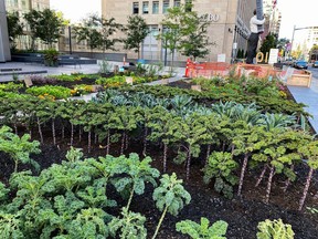 Colliers Edible and Pollinator Garden program created this green space in downtown Toronto. The garden grew more than 400 pounds of kale, plus onions and herbs that were donated to The Stop Community Food Centre in Toronto. Supplied photo