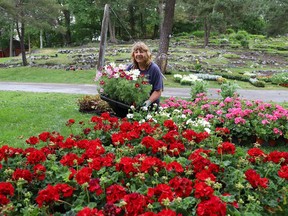 Carmen Henschel and her work colleagues from the city's Parks department in Sudbury, Ont., were busy organizing and planting flowers at Bell Park on Monday June 14, 2021. John Lappa/Sudbury Star/Postmedia Network