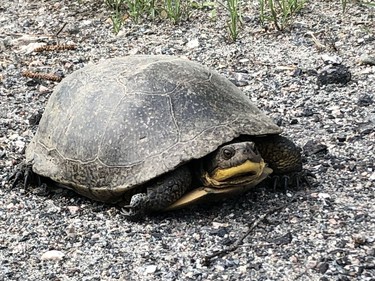 This Blanding's turtle was spotted attempting to cross a road in the Estaire area recently. It was helped to safely do so.