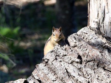 A chipmunk pauses near the top of a woodpile just off Honora Lakeshore Road on Manitoulin Island earlier this month.