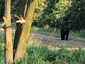 Huron OPP say a walker on the Goderich to Auburn Rail Trail encountered a black bear near Westmount Line as the animal was ambling east toward MTO Road on June 10, 2020. Handout