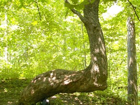 A trail tree in Tillsonburg. (Submitted)