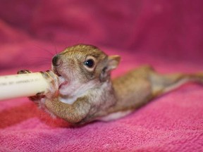 Hobbitstee Wildlife Refuge in Jarvis has seen an increase in orphaned animals being taken to the facility for treatment this spring. Contributed