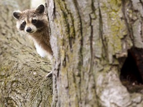 A young raccoon peers around a large maple in Pinafore Park in St. Thomas as it was checking out the large holes in the mature tree. Mike Hensen/Postmedia Network