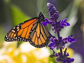 Native flowering plants are most likely to attract butterflies.