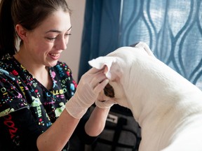 While this dog may be a little smaller than some of the animals that Sidney Coll has worked with, her passion for animals has prompted her to start her own businesses Mobile Vet Tech. .TP.jpg