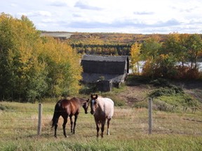 •	IMG_0953 – Two horses hang out at fence-line of Henderson Barn on River Lot 5, Shaftesbury Trail, a short distance west of Shaftesbury Ferry. Carm	 Ellis, in Barns of the North Peace, writes the land reverted to the Crown to become entitled land. It changed hands several times and was bought by Jack (John) Henderson circa. 1938. “It is said that the log work was done by Harry (The Swede) Anderson in 1941 or 1942.” Ellis notes: “At the time, the Dunvegan Trail passed between Indian Reserve 151G and River Lot 5.”