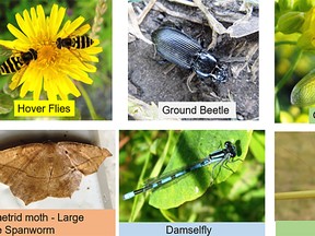 See how many of these guys you can see this summer in Manitoba! (supplied photo)