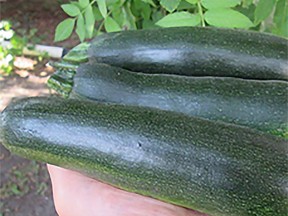 Ted harvests his first three zucchini on Canada Day, just the perfect size and enough for three jars of refrigerator zucchini pickles. (Ted Meseyton)