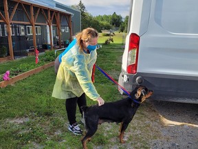 An SPCA staff member helps with the transfer of seven dogs from a remote community in Northwestern Ontario to the animal centre in Sudbury.