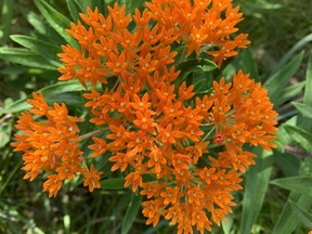 Butterfly weed provides many beauty spots along the trails of the massive public nature park. (Barbara Taylor, Postmedia Network)
