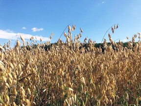 Oats are a common crop grown for greenfeed/silage. (Supplied photo)