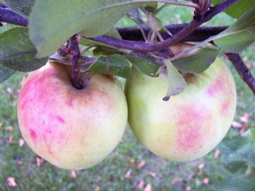 Very hardy Duchess of Oldenburg apple was introduced to North America from Europe in the 1830s. Apples are aromatic with a red blush that turns fully red. (Ted Meseyton)
