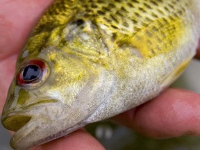 Tom Mills writes he was very impressed with rock bass when he learned they’re responsible for the absence of leeches in his lake. POSTMEDIA NETWORK