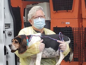 The Ontario SPCA has rescued nine dogs from the United States and transported them to their centres such as one in Napanee to find new homes. SPCA