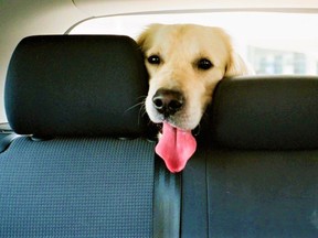 Ontario Society for the Prevention of Cruelty to Animals (SPCA) reminds a growing number of pet owners not to take their dogs on short errands by car in hot weather only to leave them in a car this summer. SPCA