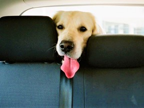 Ontario Society for the Prevention of Cruelty to Animals (SPCA) reminds a growing number of pet owners not to take their dogs on short errands by car in hot weather only to leave them in a car this summer. SPCA