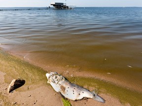 A dead white fish washed up on the beach at Pigeon Lake on July 9, 2021. Dead fish are washing up on Alberta lake shores due to the recent heat dome which in some cases has caused rising water temperatures, and an algae bloom that diminishes oxygen levels for the fish.