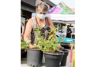 Joyce Serre checked out some plants available at the Petawawa Horticultural Society's annual plant sale, held recently near Looking Glass Toys in the Petawawa Market Mall. The sale is the group's major fundraiser of the year.